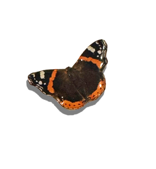 Red Admiral butterfly enamel pin