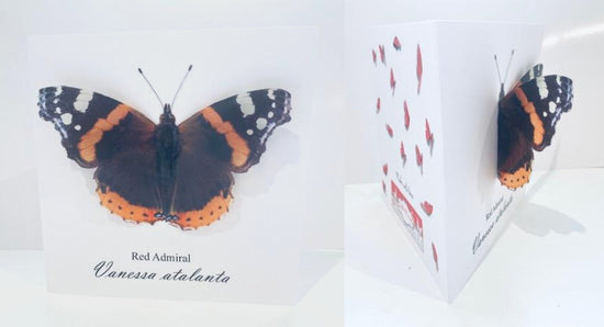 Red Admiral butterfly  thank you personalised birthday card