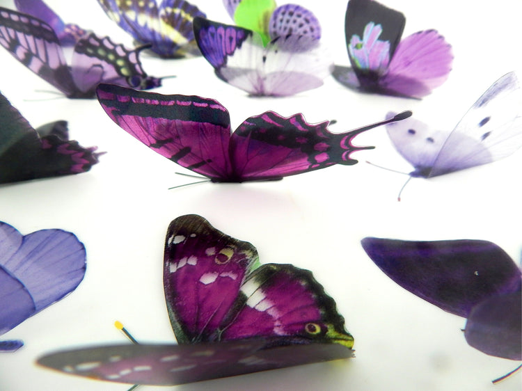 Flutterframes set of purple and lilac butterflies