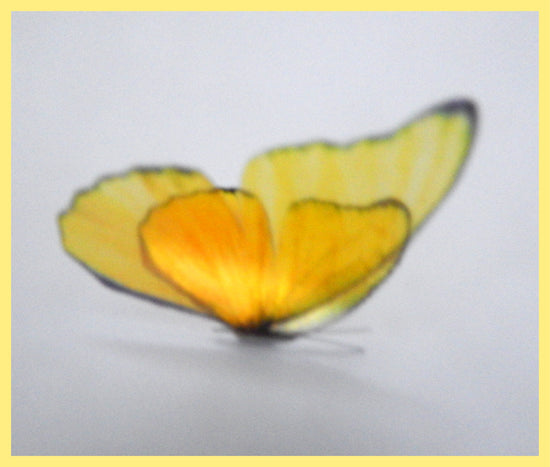 yellow butterfly