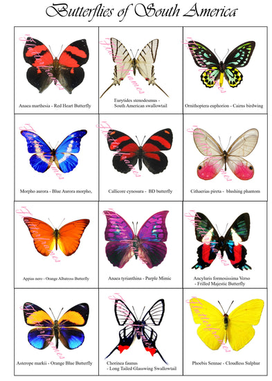 collection of world butterflies by flutterframes