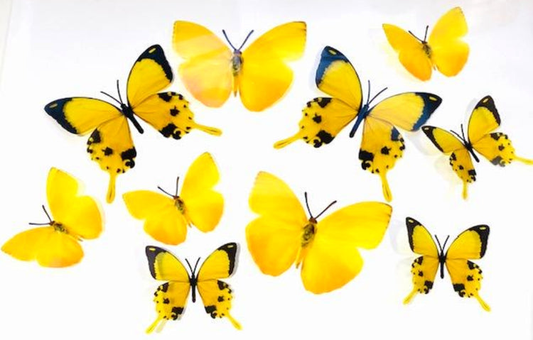 Yellow wedding party butterfly display