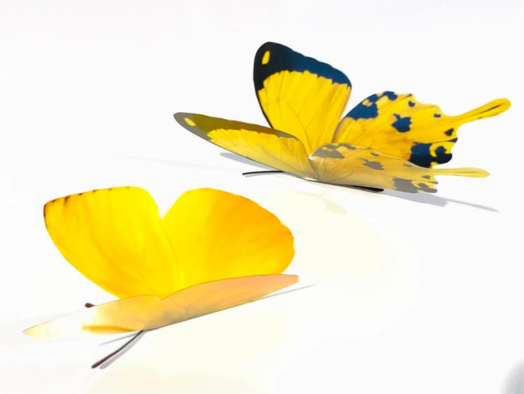 Yellow and black butterflies