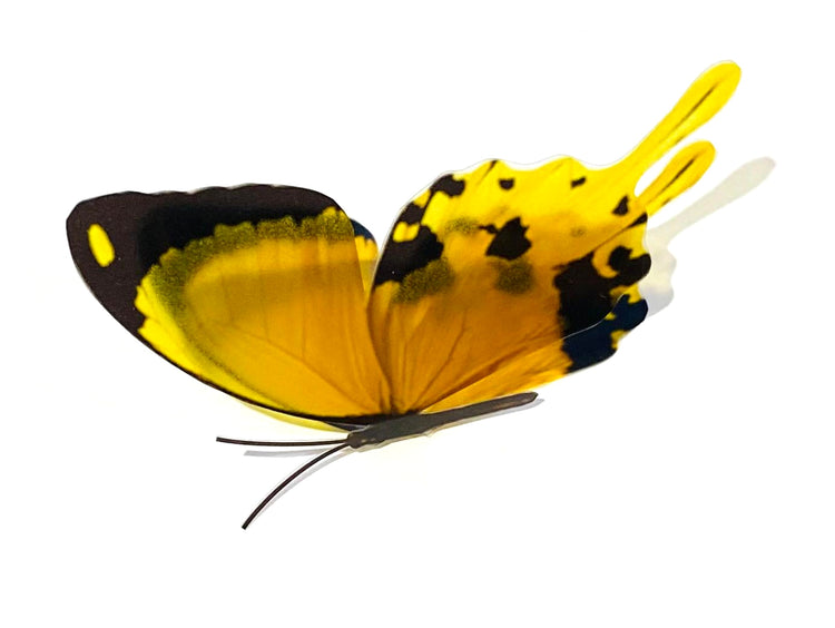 Yellow Swallowtail realistic butterfly