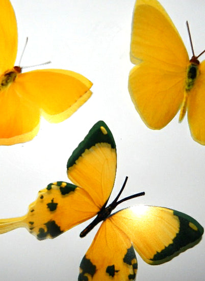 Yellow large butterfly display