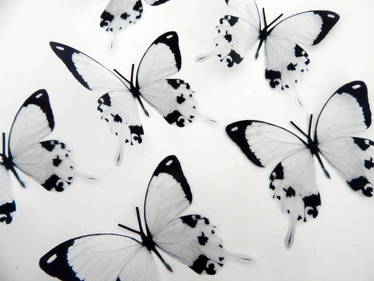 Black and white butterflies