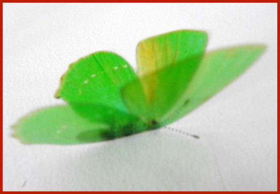 Green hairstreak butterfly