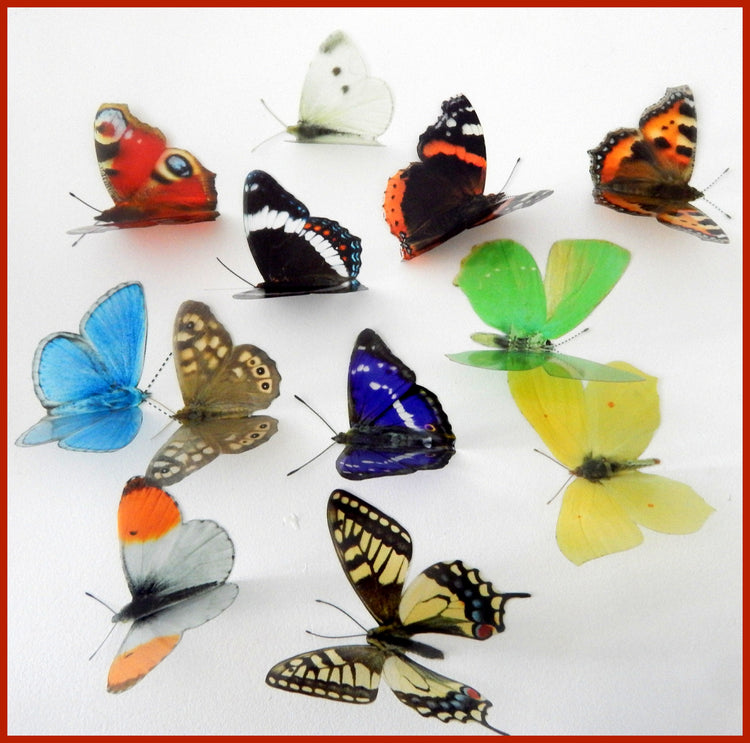list of British butterflies