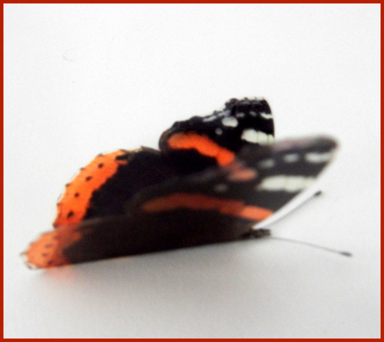 Red admiral British butterflies collection wall decor
