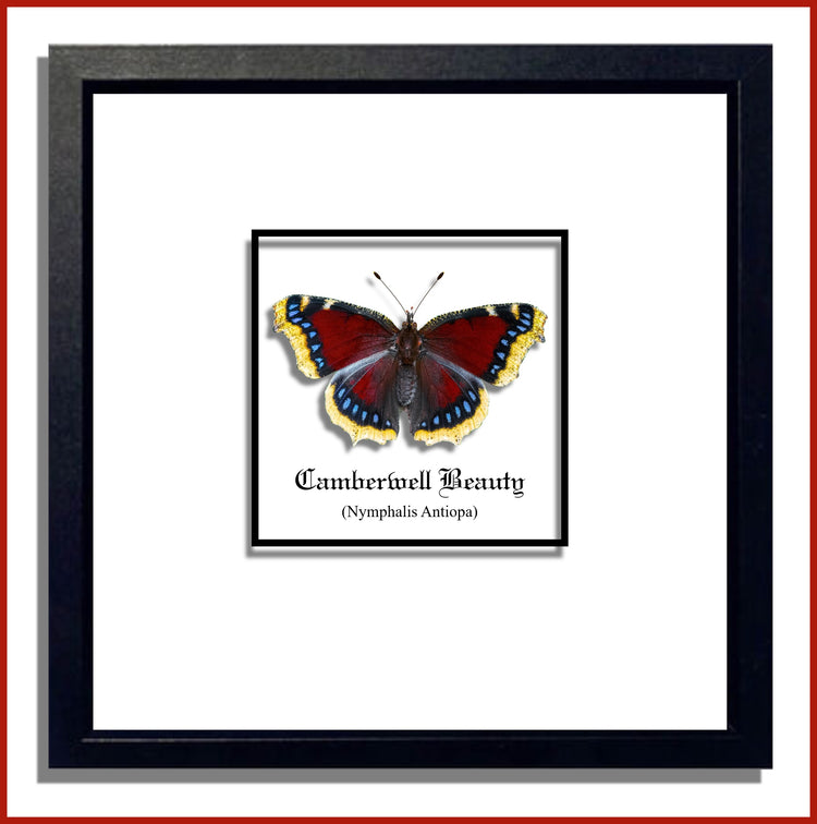 butterfly collection framed