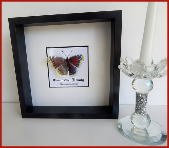 Camberwell beauty Butterfly