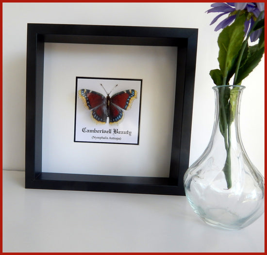 Only Fools and Horses Camberwell 3d butterfly