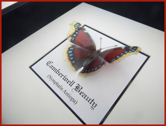 Only Fools and Horses Camberwell faux butterfly