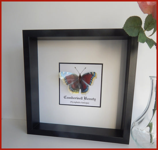 Only Fools and Horses Camberwell butterfly