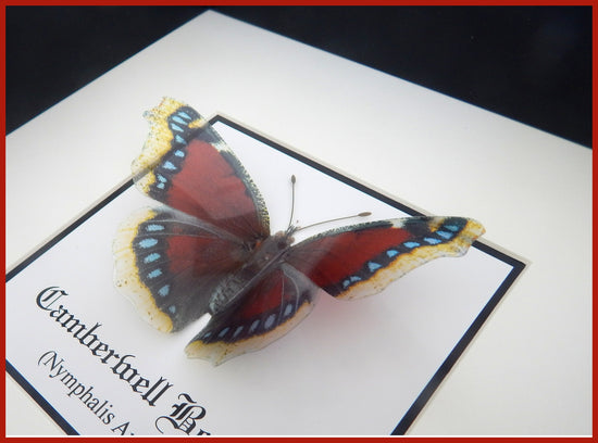 Taxidermist Only Fools and Horses Camberwell butterfly
