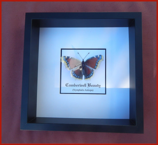 Faux framed butterfly