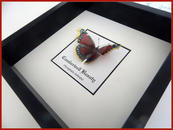 Faux framed 3d butterfly