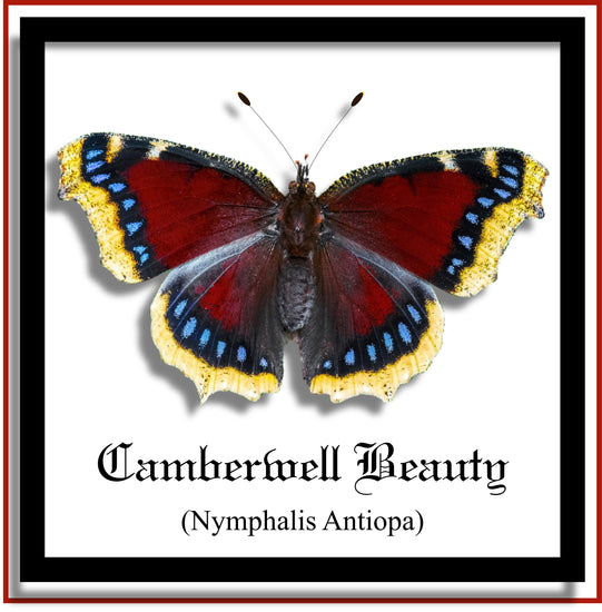 Realistic Faux framed 3d butterfly