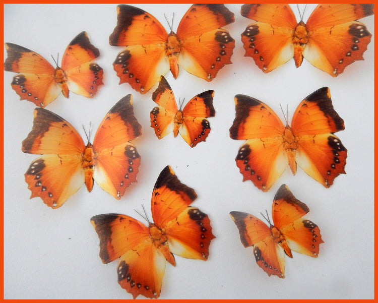 Charaxes Marmax, orange natural faux butterflies. Natural looking butterflies.
