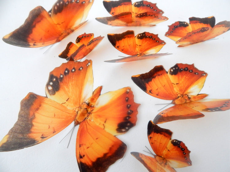 Charaxes Marmax butterfly collection