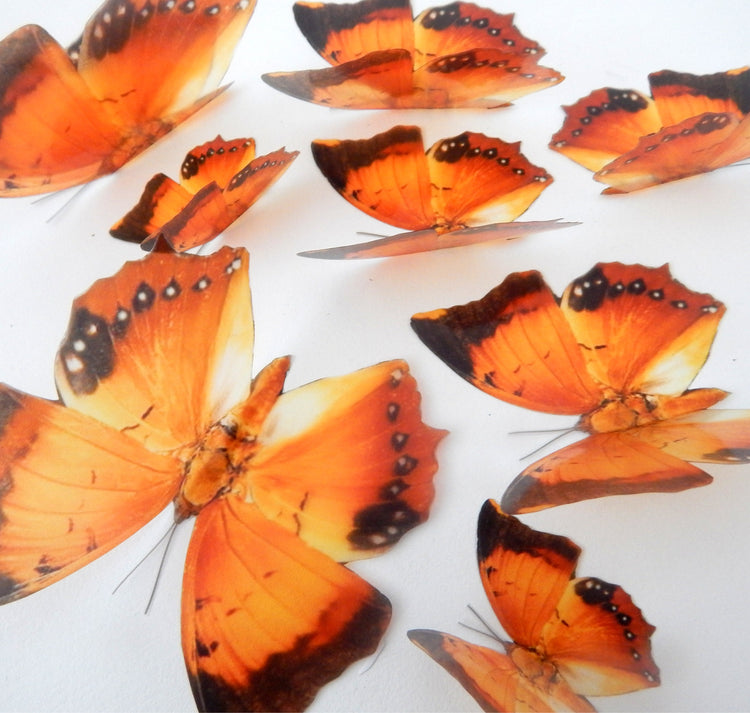 Charaxes Marmax butterfly collection stickers