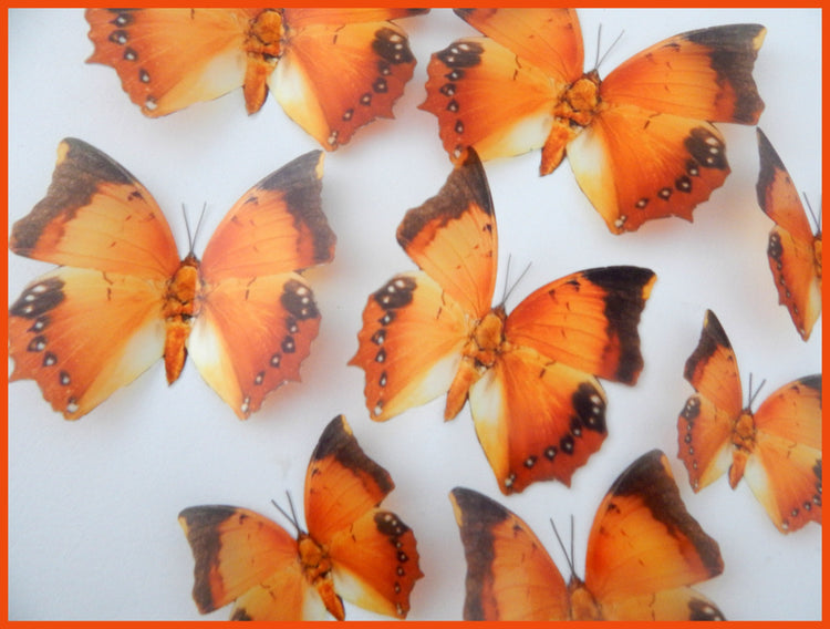 Burnt orange butterflies
