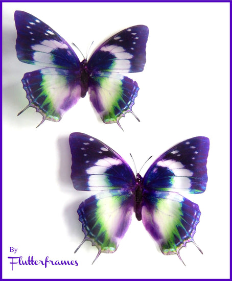 Nymphalidae Charaxes Violetta