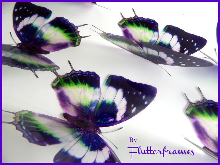 Natural purple butterflies