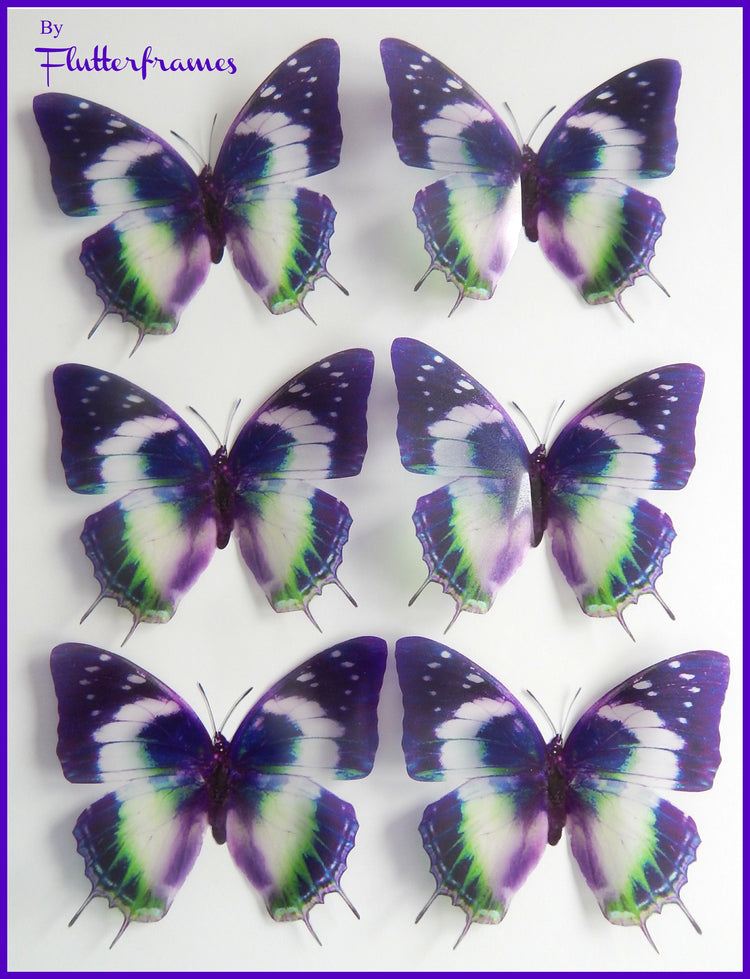 Natural purple butterflies by Flutterframes
