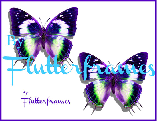 3d wall stickers Natural purple butterflies