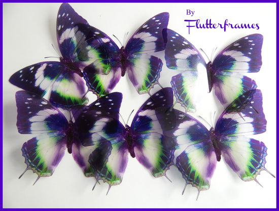Nymphalidae Charaxes Violetta butterflies stickers