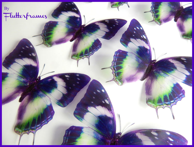 Insect Butterfly Nymphalidae Charaxes Violetta natural looking 3d wall stickers. Set of 6 butterflies