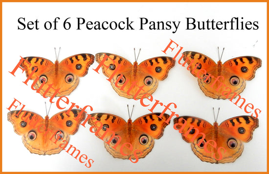 butterfly display