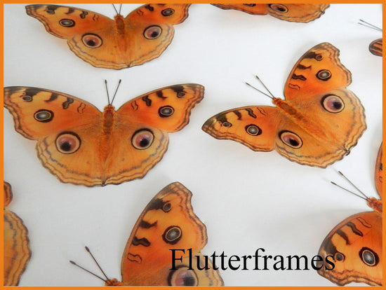 orange wall butterflies