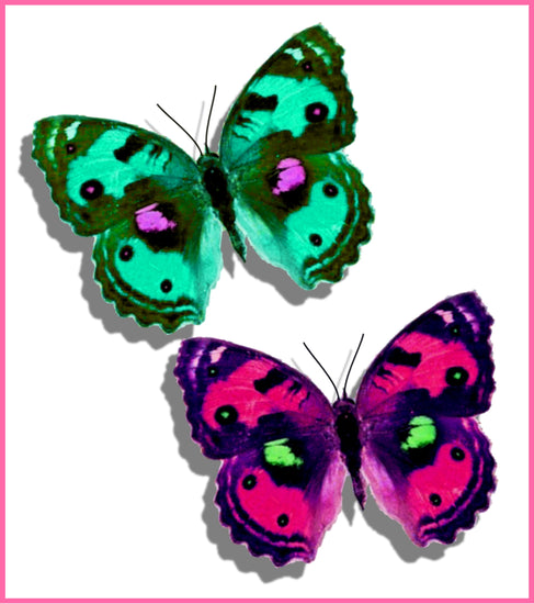 Colourful Tropical butterflies