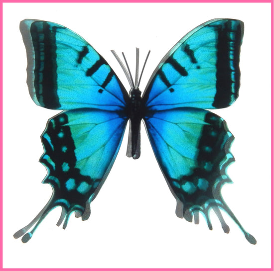 Colourful blue Tropical butterflies
