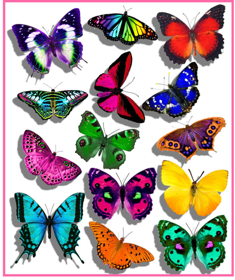 Colourful Tropical butterflies stickers