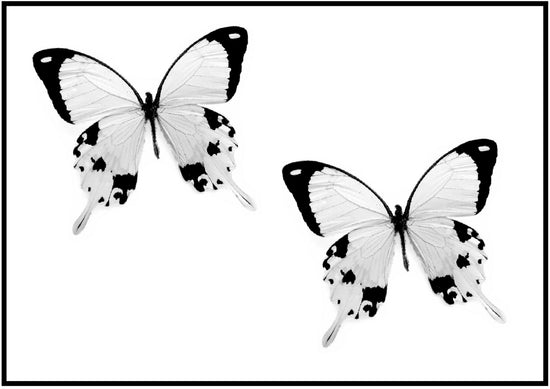 Black and white natural butterfly stickers