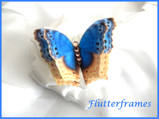 silk butterfly