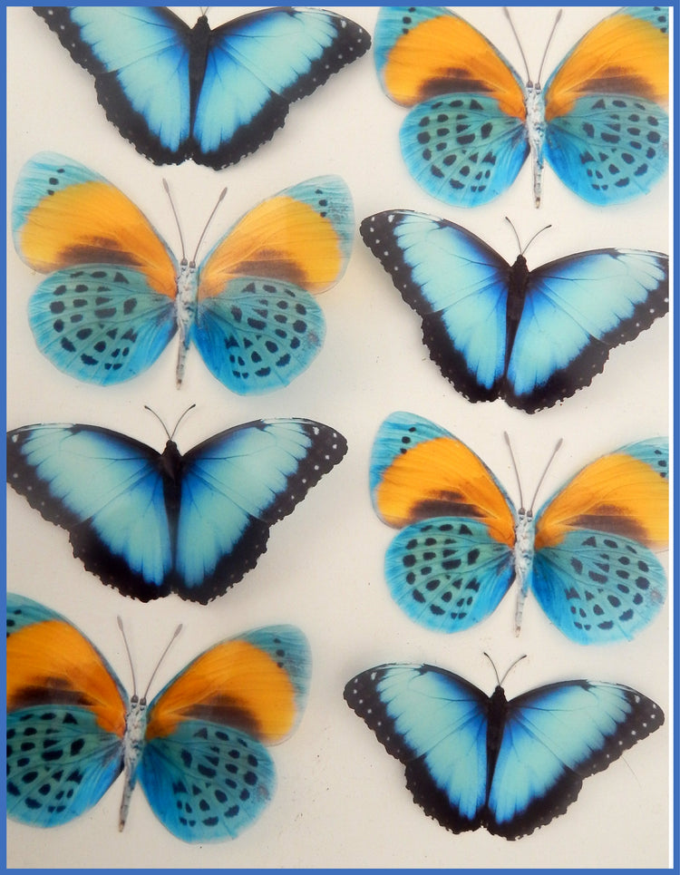 8 Natural blue with yellow 3d butterfly stickers great for around the house, unique decor for any room