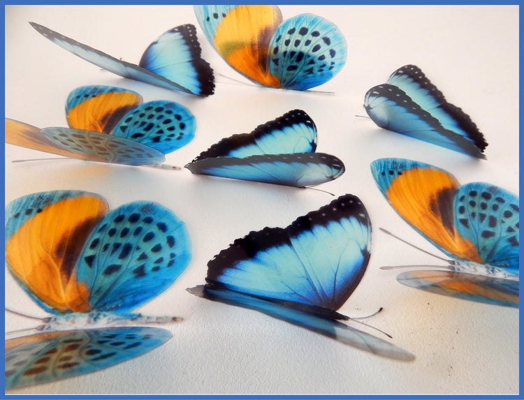natural blue and yellow butterflies 3d stickers