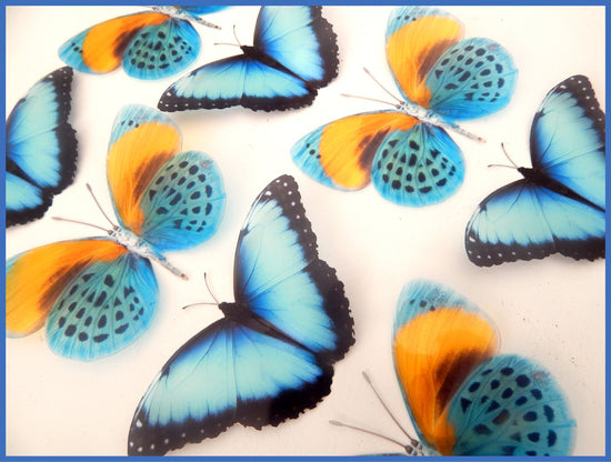blue and yellow butterflies for the home