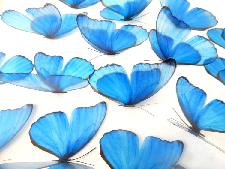 true blue butterfly