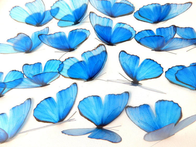 popular set of blue butterflies