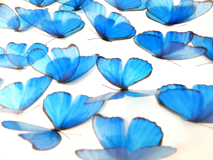 blue butterfly for home