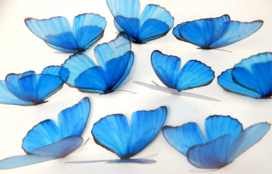 blue butterfly for crafting