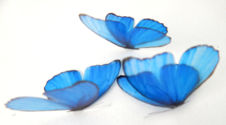 blue butterfly for scrapbooking