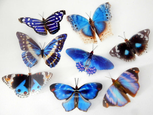 Escape to the Chateau butterfly wall stickers