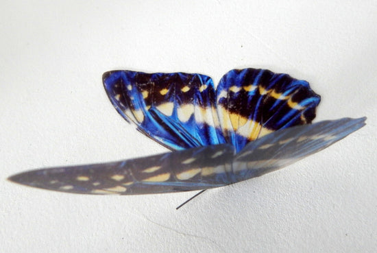 Blue natural butterfly