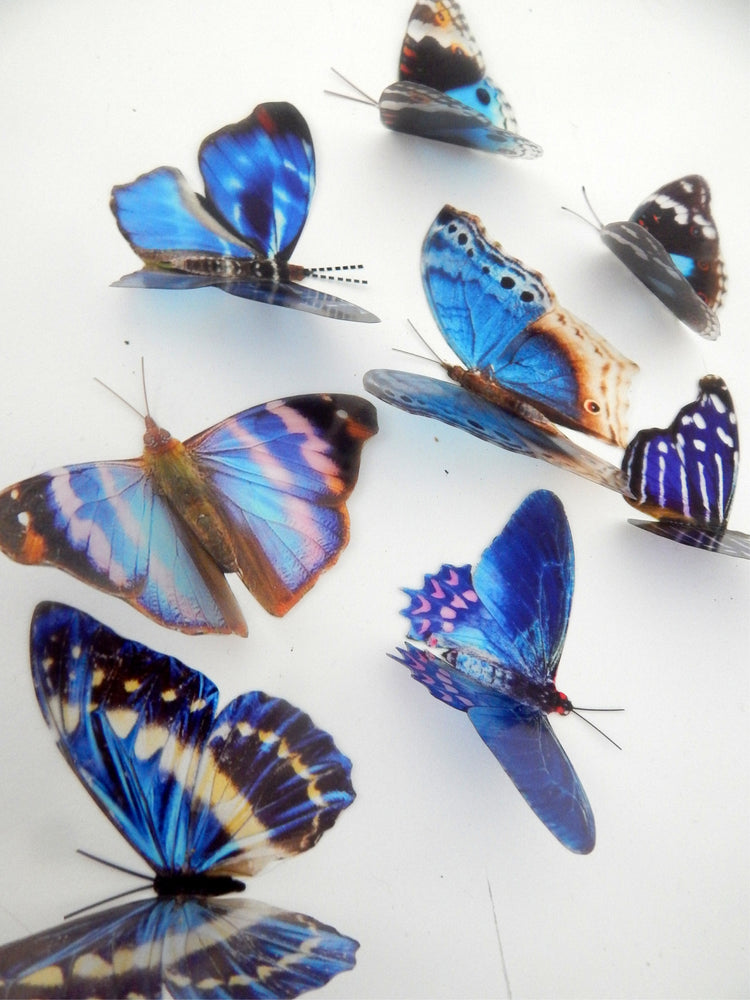 8 Blue Natural butterflies from our blue Country collection. 3d Butterfly stickers. Great for conservatories ,bedrooms. Realistic butterfly